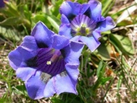 image of flower