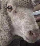 image of animal
