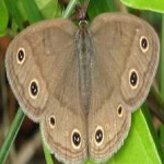 image of animal
