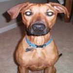 image of animal