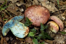 image of mushrooms