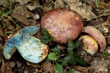 image of boletus #9