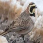 image of bird