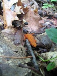 image of eft
