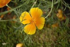 image of flower