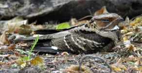 image of nightjar