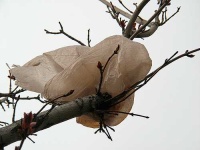 image of plastic_bag