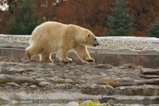 image of animal