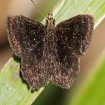 image of animal