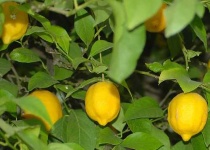 image of lemon