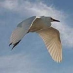 image of bird