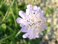 image of flower