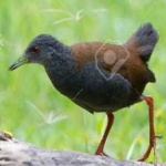 image of bird