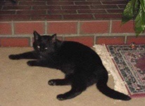 image of animal