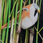 image of bird