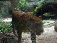 image of jaguar_car