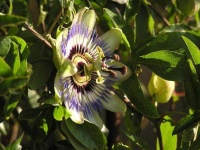 image of passion_flower #9