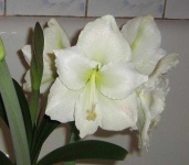 image of flower