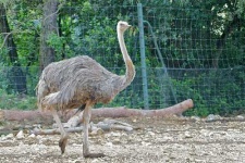 image of ostrich