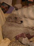 image of bedlington_terrier