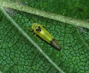 image of leafhopper