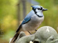 image of jay