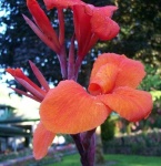 image of flower