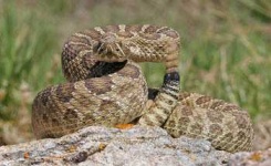 image of sidewinder