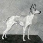 image of animal