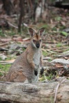 image of animal