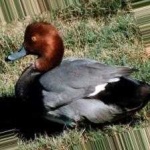 image of bird