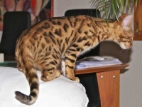 image of animal