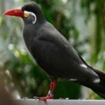 image of bird