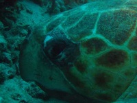 image of loggerhead