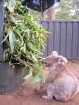 image of koala #6