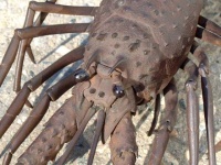 image of spiny_lobster