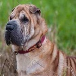 image of shar_pei #23