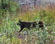 image of lynx
