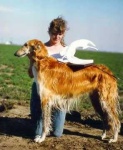 image of borzoi