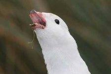 image of goose