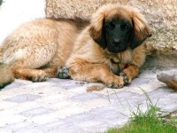 image of animal