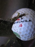 image of golf_ball