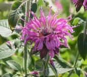 image of flower