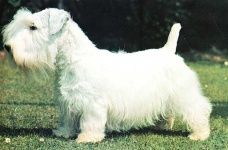 image of sealyham_terrier #17