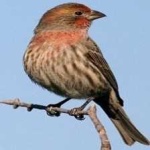 image of house_finch #32