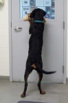 image of black_and_tan_coonhound