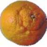 image of fruit #31