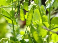image of peas