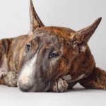 image of animal