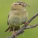 image of bird